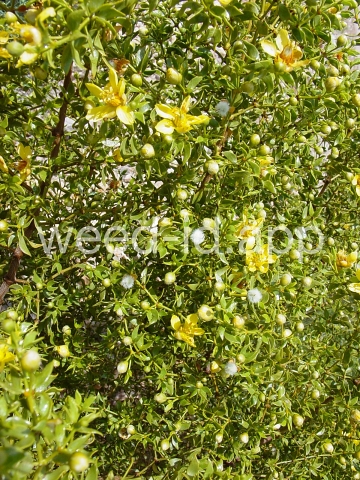 creosotebush